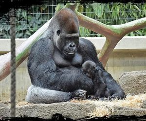 Warszawskie ZOO. Goryl M’Tonge Mutek