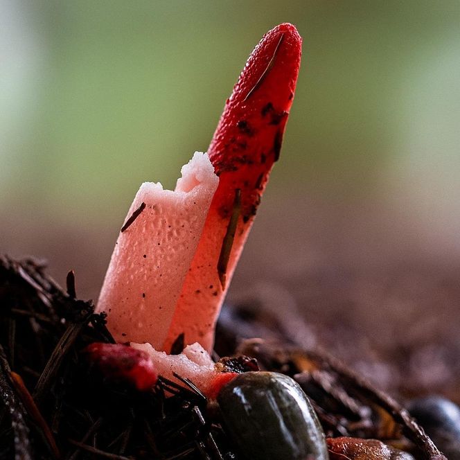 Grzyb jak z horroru w polskich lasach. Pachnie gnijącym mięsem 