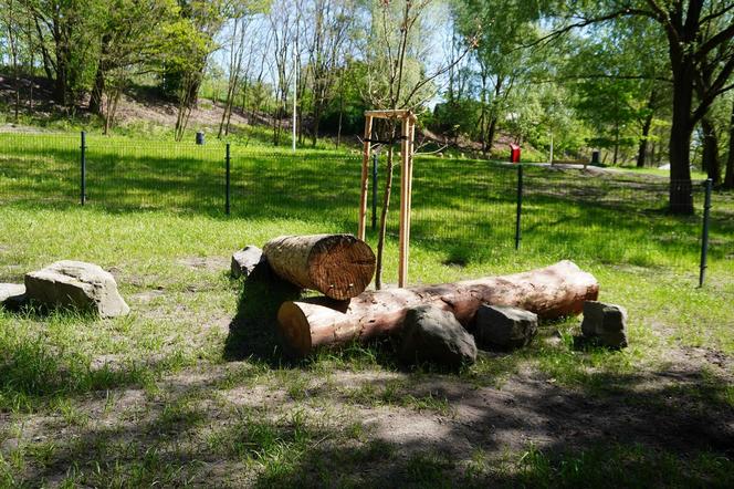 Tak wygląda park w dolinie Ślepiotki w Katowicach