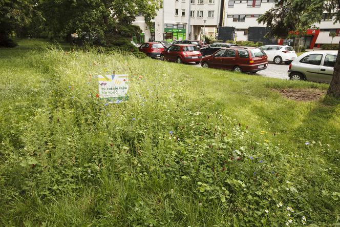 We Wrocławiu rosną łąki w centrum miasta