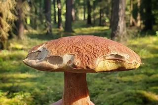 Grzyby znów w lasach