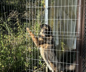 Przygotowania do nadchodzącej zimy. Odwiedziliśmy olsztyńskie Schronisko dla zwierząt [ZDJĘCIA]