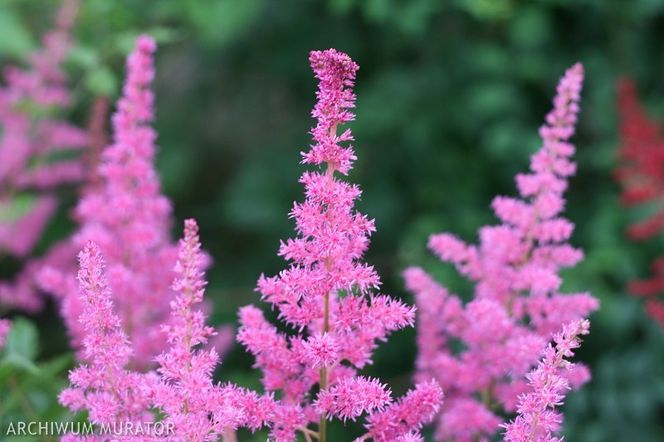 Tawułka Arendsa - Astilbe × arendsii