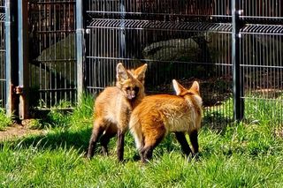 Wybierz imię dla samicy pampasowca z śląskiego ZOO