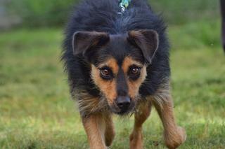 Kundzia na dom czeka w COZ w Grudziądzu