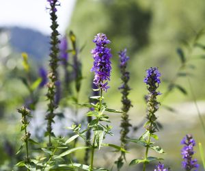 Glamping Lichoty i Wrońskiej