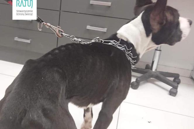 Zagłodzony pies trafił pod opiekę weterynarza