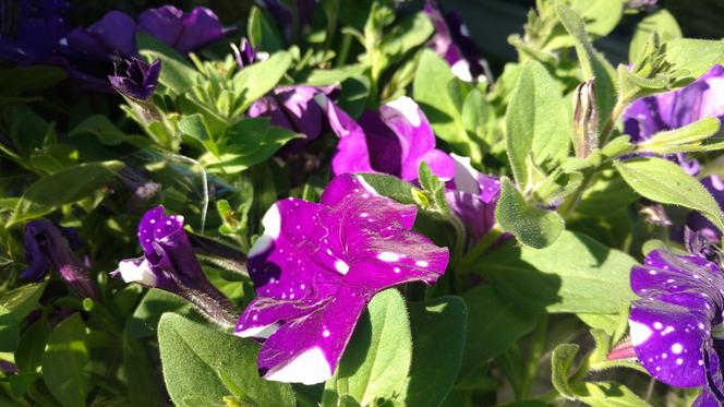 Chorzów: Kwiaty, zioła i dodatki do ogrodu. W Parku Śląskim trwa Święto Kwiatów [ZDJĘCIA]