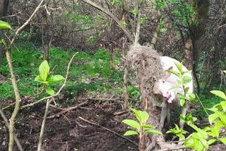 Pod Tarnowem pojawił się daniel albinos