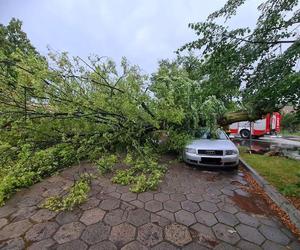 W Dąbczu silny wiatr powalił drzewo na samochód