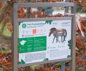 Klaczka konia Przewalskiego z matką Pimą w warszawskim ZOO