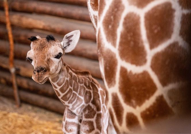 Mała żyrafa w zoo we Wrocławiu. Zobacz, jak poradziła sobie na swojej pierwszej sesji. Prawdziwy słodziak! 