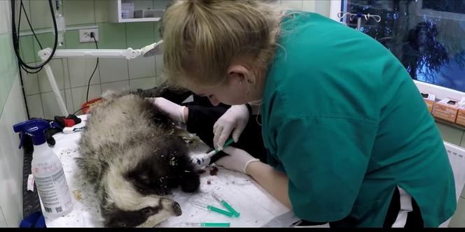 Pozszywali borsuka Karola