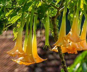 Datura, bieluń