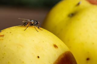 Mucha domowa chętnie siada na nadpsutych owocach czy warzywach