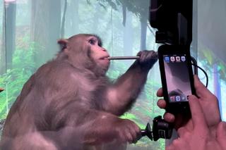 Firma Elona Muska wszczepiła pierwszemu człowiekowi chip do mózgu. Wraca do zdrowia