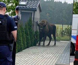 Alarm we wsi. Mieszkańcy spotkali żubra