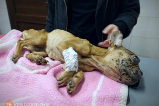 Influencerka i jej partner zagłodzili buldożkę Suzi. Sąd skazał ich na prace społeczne