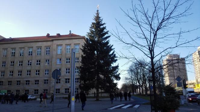 Choinka na Placu Grunwaldzkim