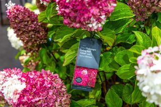 Targi Zieleń to życie 2025 - rośliny doniczkowe