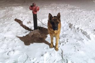 Pies przywiązany do hydrantu w gm. Białobrzegi. Interweniowali policjanci