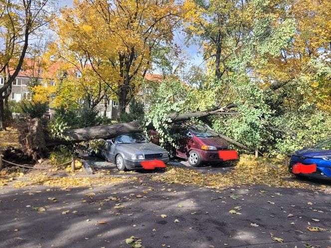 Dolnośląskie. Tragiczny bilans po wichurach. Paraliż komunikacji i połamane drzewa na drogach. 4 osoby nie żyją [ZDJĘCIA]