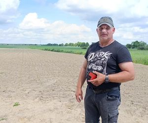 Żurawie zjadły mi kukurydzę