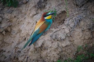 Świętokrzyskie jest królestwem tego pięknego ptaka. Które okolice upodobały sobie żołny?