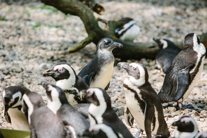 3 To pierwszy wykluty w łódzkim zoo pingwin przylądkowy