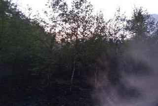 Pożar lasu w Dąbrowie Wielkiej. Strażacy podejrzewają podpalenie [ZDJĘCIA]