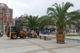 Palmy wróciły do centrum Katowic! Po zimowej przerwie znów stoją na rynku [FOTO]