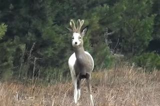 Łaciata sarna widziana na Mazurach! [ZDJĘCIA]