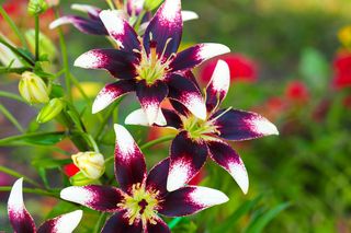 Lilia azjatycka 'Netty'S Pride' 