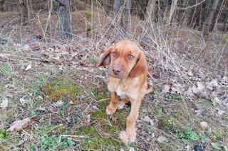 Ktoś spakował psa do reklamówki i porzucił go w lesie [GALERIA]