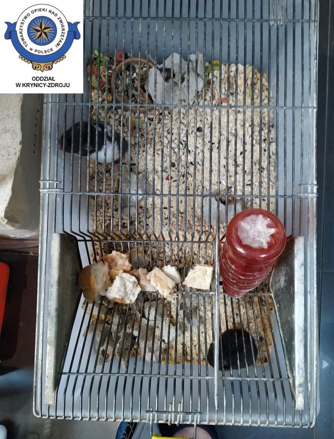 Dramatyczna interwencja w sklepie zoologicznym na Śląsku. Zwierzęta przetrzymywane w skandalicznych warunkach