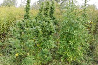 Zlikwidowano plantację marihuany w gminie Lubaczów: Zabezpieczono duże ilości narkotyku [ZDJĘCIA]