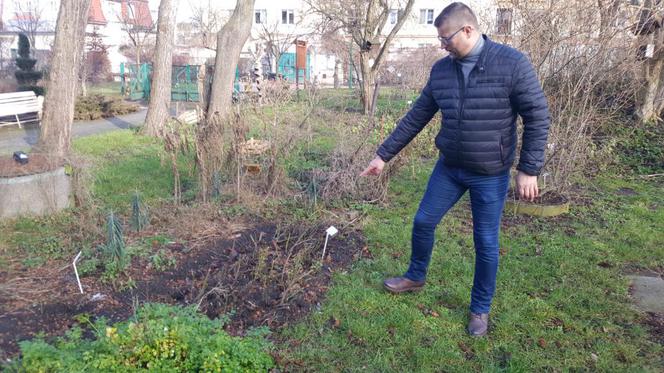 Pogoda oszalała! W Bydgoszczy rosną krokusy i przebiśniegi 
