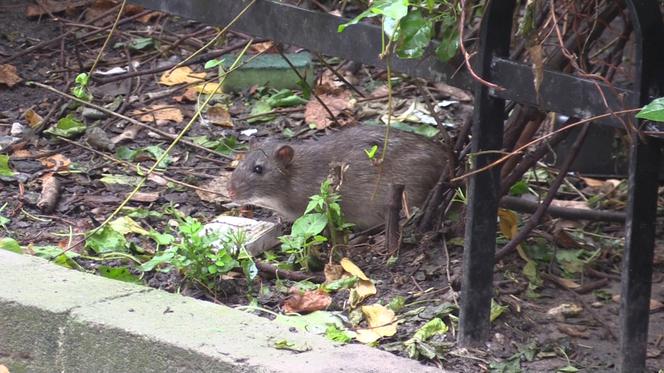 Plaga szczurów w centrum Wrocławia