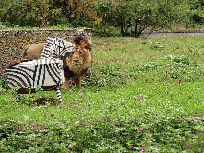 Rozrywka dla lwów z łódzkiego zoo