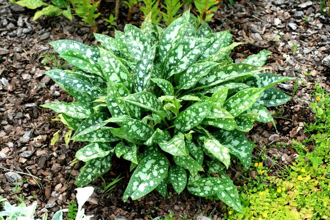 Miodunka pstra  - Pulmonaria saccharata 