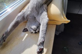 Bacardi - najpiękniejszy kot na świecie mieszka w Gdańsku