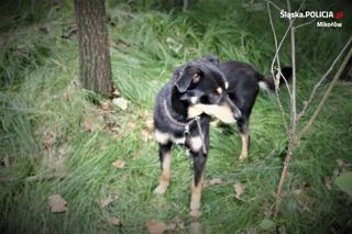 Orzesze: Zwyrodnialec przywiązał psa do drzewa i zostawił go na pastwę losu. Policja szuka świadków!