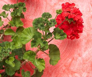Pelargonia