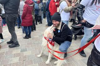 Golden Retriever WOŚP 2024 w Poznaniu. Psiaki też zbierają na dzieciaki. Kwesta na WOŚP i pokazy Golden Retrieverów 