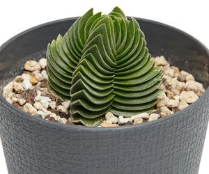 Crassula pyramidalis