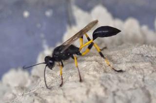 Dziwne kokony pojawiają się w mieszkaniach. Wysypało się z niego mnóstwo pająków. Byłam przerażona [ZDJĘCIA]