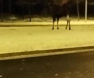 Łosie w środku Białegostoku. Biegały przy Auchan. Doszło do zderzenia