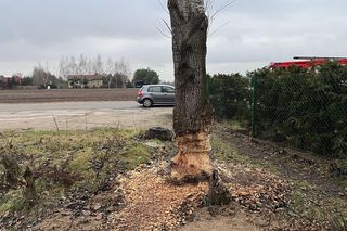 Nietypowa akcja straży 