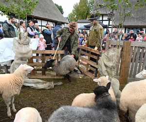 Zakończenie Sezonu Pasterskiego w Zagrodzie Jamneńskiej