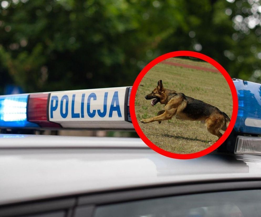 Szok w Jastrzębiu-Zdroju. Martwe psy w rzece